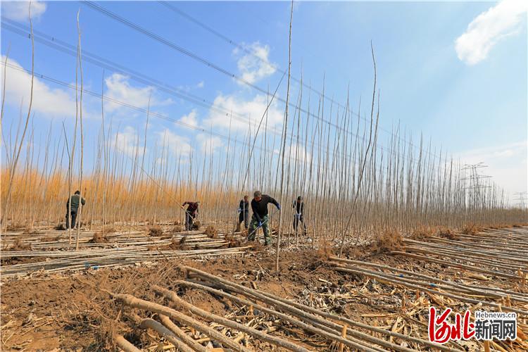 河北滦南:绿化苗木起运忙