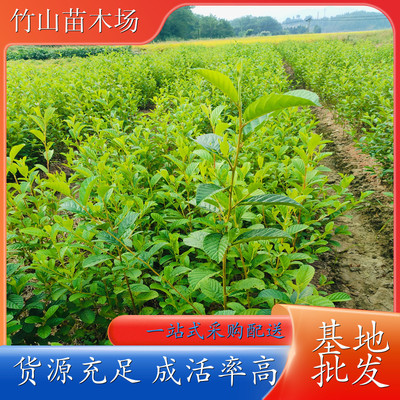 竹山苗木场 江西桤木苗 种植造林绿化苗木 公园造林树苗 品种齐全质量保证