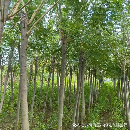 造林合欢树常见50种绿化树大全合欢树图片大全大图合欢树幼苗图片合欢
