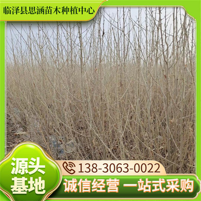 1-8公分沙枣苗 沙漠绿化苗木治沙造林 基地供应 思涵