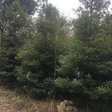 【金丝楠木工程苗0.2-2米袋苗上车价、园林绿化造林栽植树种图片】金丝楠木工程苗0.2-2米袋苗上车价、园林绿化造林栽植树种