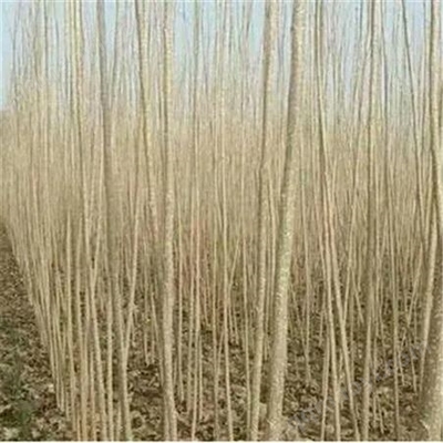 基地出售 无絮杨树苗植树造林 湿地绿化种植树木园林树 速生无絮杨树苗绿化苗木
