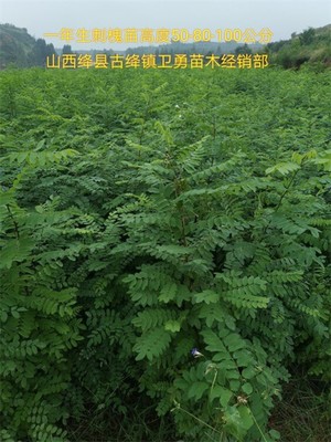 重庆2年刺槐联系电话