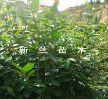 【植树造林设备 花卉栽培设备 树木种植设备】价格_厂家_图片 -