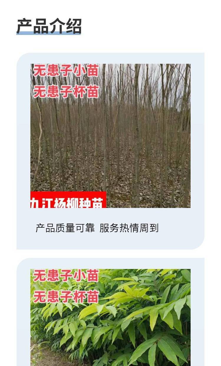 苗木基地 处理 无患子2公分-13cm 造林苗 苗圃种植 绿化工程