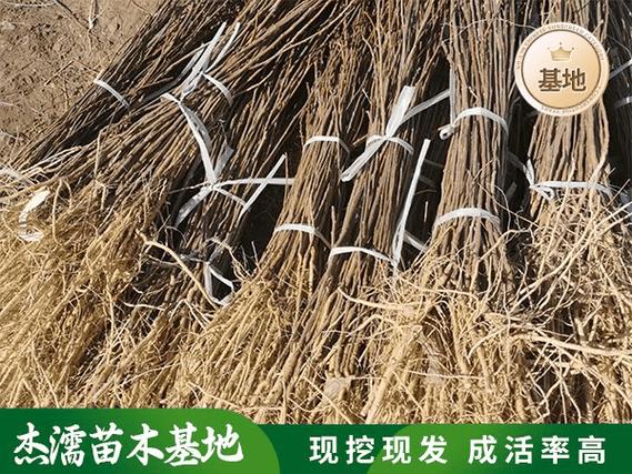 北方生态造林项目怎么选合适的文冠果苗 北方生态造林项目怎么选合适