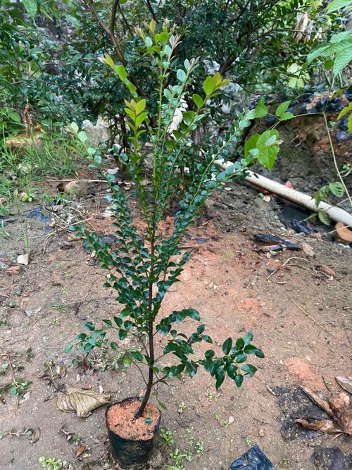名贵品种小叶紫檀树苗黑骨茶树苗基地种植南北适宜