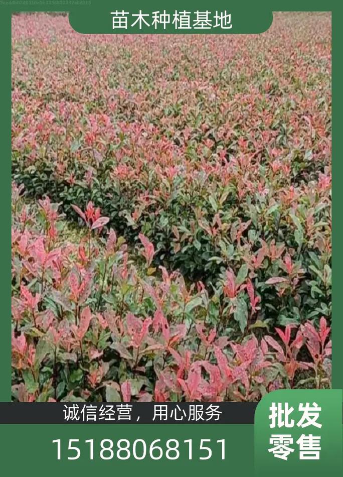 造林苗专营) 粉丝 265 获赞 1263 关注 乌鲁木齐东魁杨梅苗种植基地