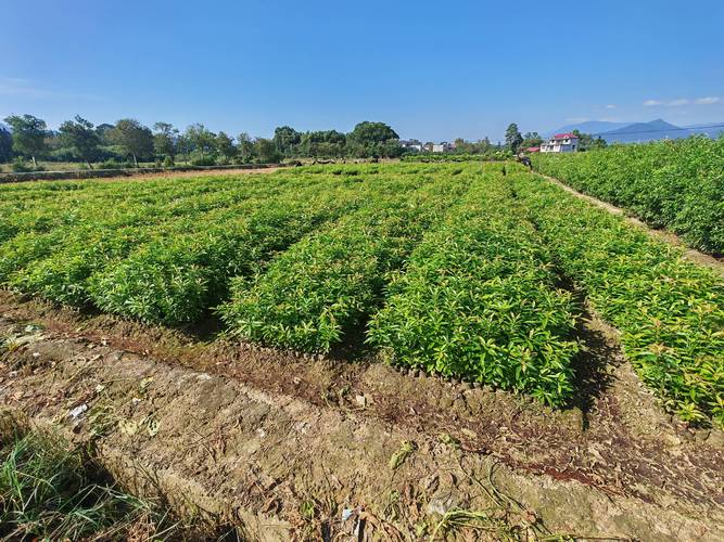 造林常用三大标准规格:30&ndash;50cm,50&ndash;80cm,80&ndash;120cm,一年生,二年生苗