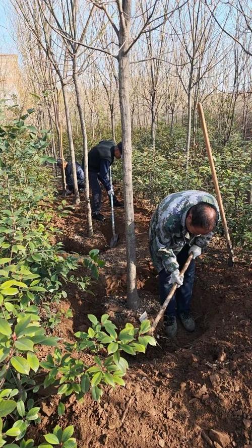移栽苗木1.5万余株,协同联动共建美丽干线公路新亮点