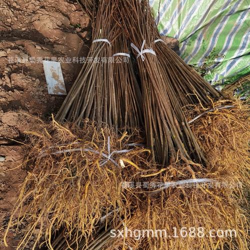 南北方种植四川黄柏苗小苗剥皮黄柏苗中药材树苗出售现挖保湿发货