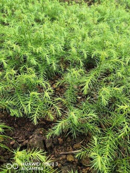 可供大田移植,山林,坡地移植以供次年造林绿化行道栽培种植等用苗
