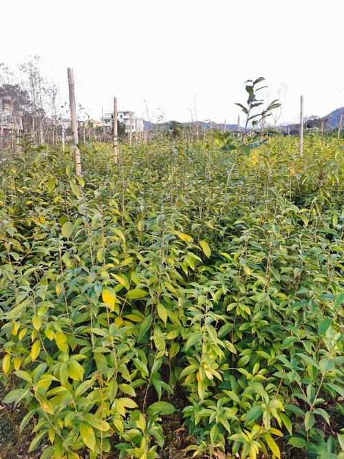 青岗栎杯苗 裸根 种植基地直发 绿化造林风景树 小区绿化